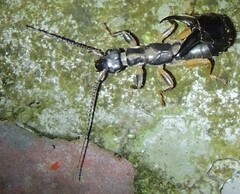 Cranopygia vitticollis