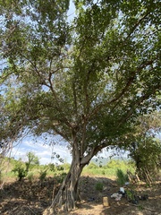 Ficus pringlei