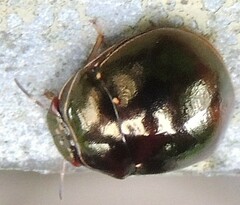 Brachyplatys punctipes