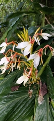 Hedychium spicatum