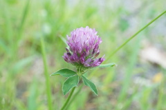 Trifolium pratense
