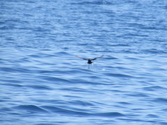 Hydrobates microsoma