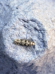 Bryotropha domestica