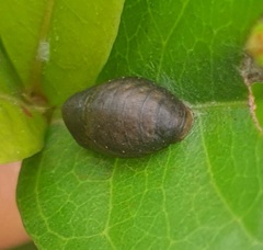 Penthimia nigra