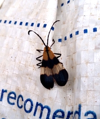 Calopteron
