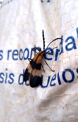 Calopteron