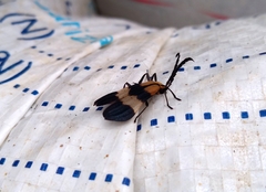Calopteron