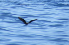 Hydrobates microsoma