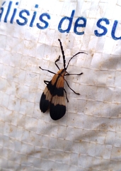 Calopteron