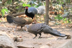Polyplectron bicalcaratum