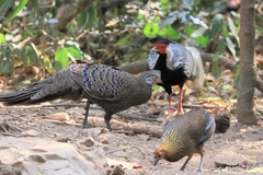 Polyplectron bicalcaratum