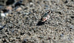 Cicindela