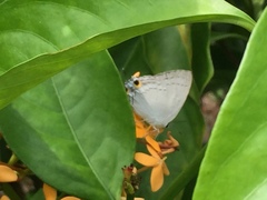 Tajuria cippus maxentius