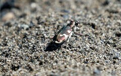 Cicindela