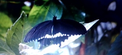 Papilio polytes