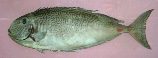 Reticulate Unicornfish