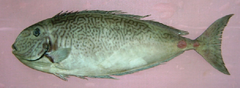 Reticulate Unicornfish photo 1