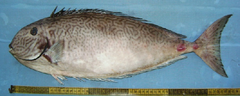 Reticulate Unicornfish photo 2