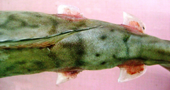 Reticulate Unicornfish photo 3