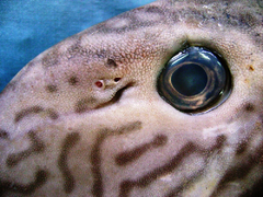Reticulate Unicornfish photo 4