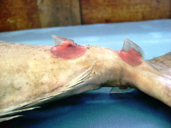 Reticulate Unicornfish photo 5