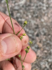 Bupleurum tenuissimum