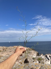 Bupleurum tenuissimum