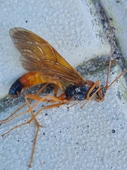 Opheltes glaucopterus