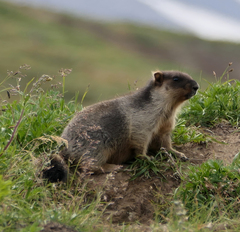 Marmota camtschatica