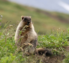 Marmota camtschatica