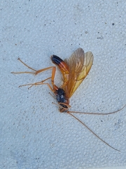 Opheltes glaucopterus