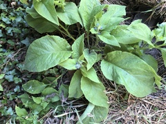 Pentaglottis sempervirens
