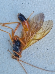 Opheltes glaucopterus