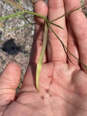 Bupleurum tenuissimum