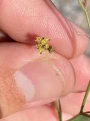 Bupleurum tenuissimum