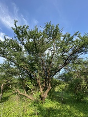 Havardia acatlensis