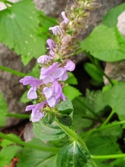 Nepeta laevigata