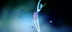 Libellulidae