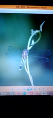 Libellulidae