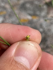 Bupleurum tenuissimum