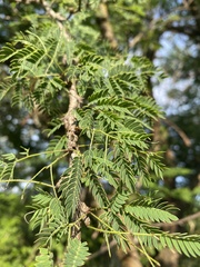 Havardia acatlensis