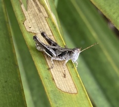 Melanoplus nanciae