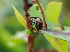 Sternuchopsis fabricii
