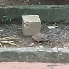 Streptopelia chinensis