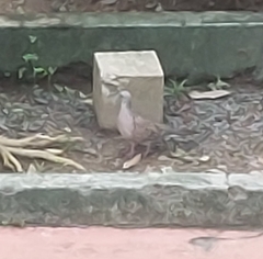 Streptopelia chinensis