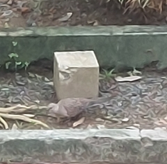 Streptopelia chinensis