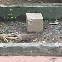 Streptopelia chinensis