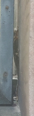 Hemidactylus