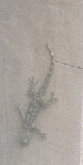 Hemidactylus