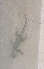 Hemidactylus